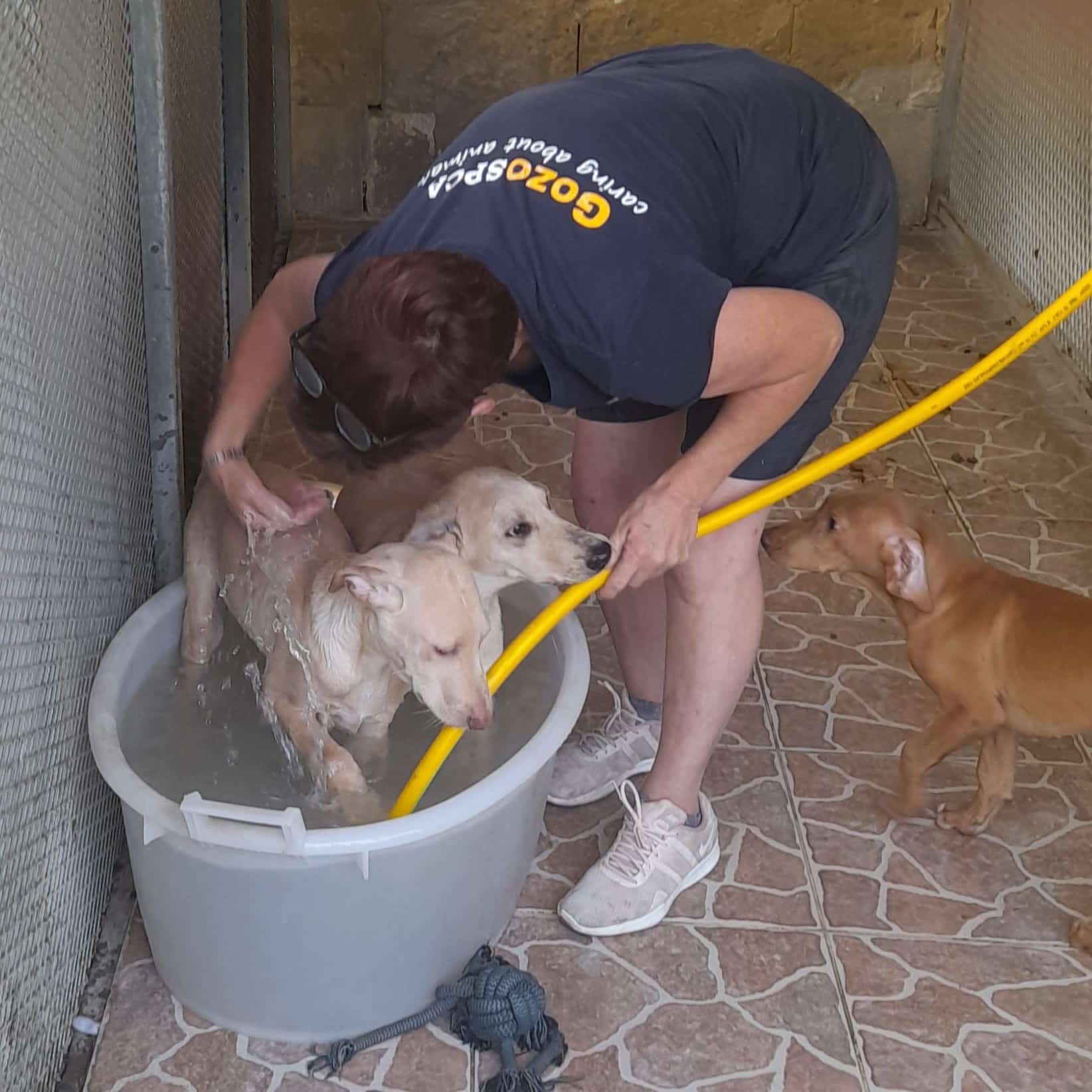 Volunteer Gozo Spca